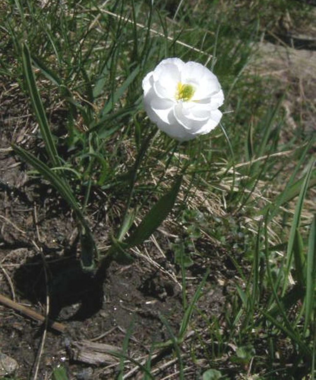 Ranunculus kuepferi a fiore doppio